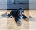 Small Photo #1 Bernedoodle Puppy For Sale in FOREST HILLS, NY, USA