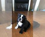 Small Photo #1 Bulldog Puppy For Sale in BOSTON, MA, USA