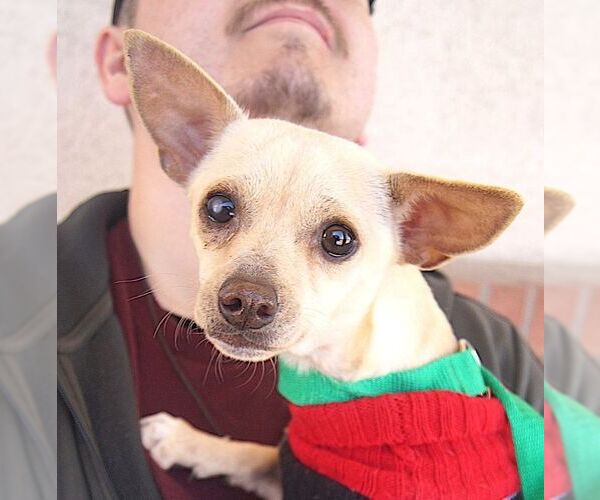 Medium Photo #3 Chihuahua Puppy For Sale in Carrollton, TX, USA