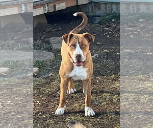 Bearded Collie-Unknown Mix Dogs for adoption in Alturas, CA, USA