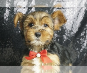 Yorkshire Terrier Puppy for sale in WARSAW, IN, USA