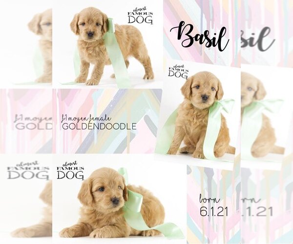 Medium Photo #1 English Cream Golden Retriever-Poodle (Miniature) Mix Puppy For Sale in SPRING BRANCH, TX, USA