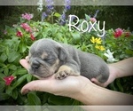 Small Photo #6 Bulldog Puppy For Sale in SPRING, TX, USA