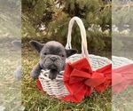 Small #4 French Bulldog