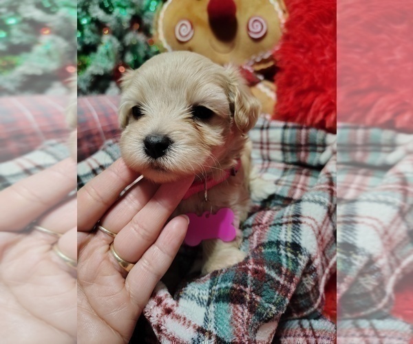 Medium Photo #14 Maltipoo (Miniature) Puppy For Sale in SAN ANTONIO, TX, USA