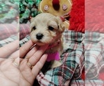 Small Photo #2 Maltipoo (Miniature) Puppy For Sale in SAN ANTONIO, TX, USA