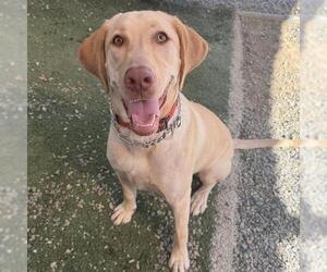 Labrador Retriever Dogs for adoption in San Diego, CA, USA