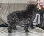 Small #49 Poodle (Toy)