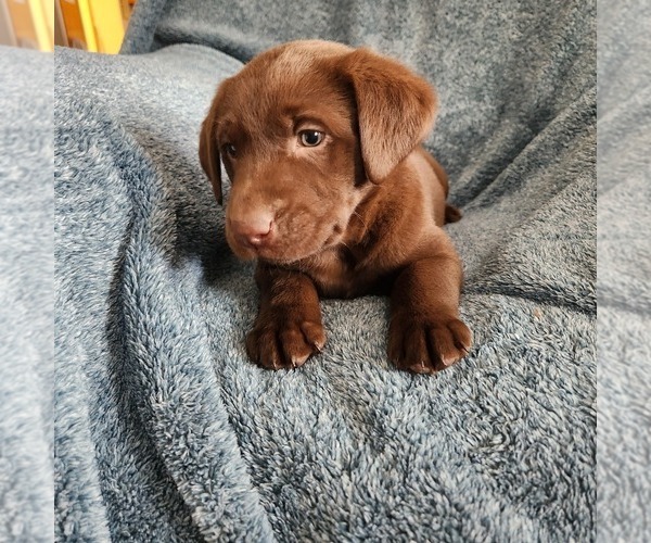 Medium Photo #6 Labrador Retriever Puppy For Sale in LONG PINE, NE, USA