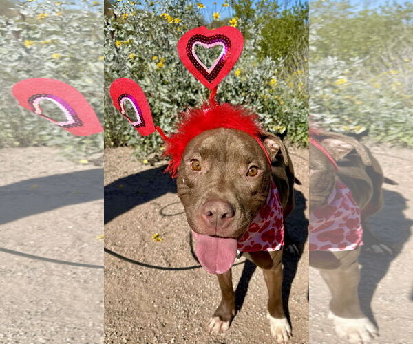 Medium Photo #4 American Pit Bull Terrier-Unknown Mix Puppy For Sale in Chandler, AZ, USA