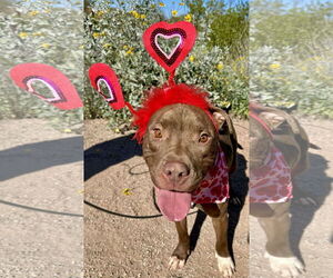 Marky Mark - Male American Pit Bull Terrier-Unknown Mix Dog for Adoption - Photo #4