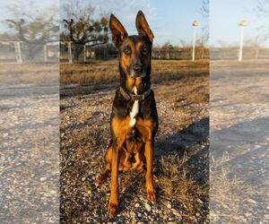 German Shepherd Dog Dogs for adoption in Devine, TX, USA