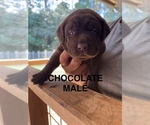 Puppy Chocolate Labrador Retriever
