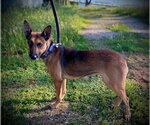 Small #1 German Shepherd Dog Mix