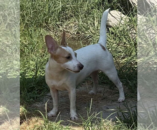 Medium Photo #3 Jack Russell Terrier-Unknown Mix Puppy For Sale in Boston, MA, USA