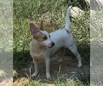 Small #2 Jack Russell Terrier Mix