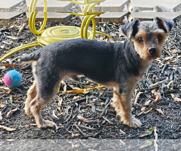 Medium Photo #7 Mutt Puppy For Sale in Arlington, VA, USA
