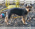Small #6 Mutt
