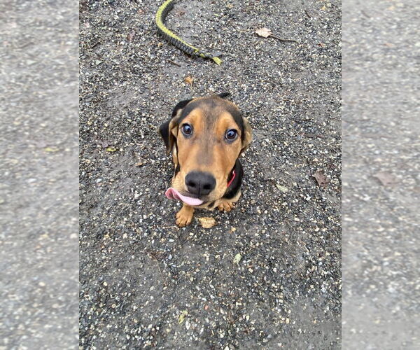 Medium Photo #3 Mutt Puppy For Sale in Elmsford, NY, USA