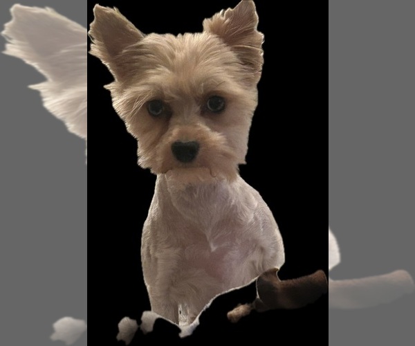 Medium Photo #1 Yorkshire Terrier Puppy For Sale in CEDAR CITY, UT, USA