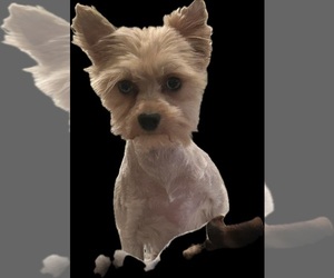 Mother of the Yorkshire Terrier puppies born on 06/05/2025