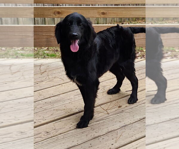 Medium Photo #2 Colonial Cocker Spaniel-Unknown Mix Puppy For Sale in Boston, MA, USA