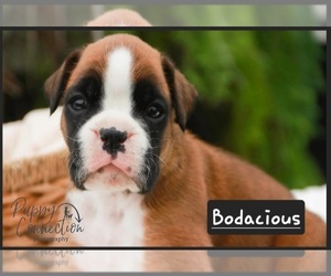 Boxer Puppy for sale in SHIPSHEWANA, IN, USA