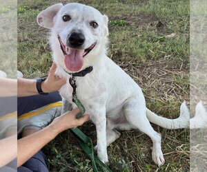 Speck - Male English Setter-Labrador Retriever Mix Dog for Adoption - Photo #2