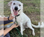 Small Photo #2 English Setter-Labrador Retriever Mix Puppy For Sale in Batavia, OH, USA