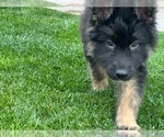Small Photo #32 German Shepherd Dog Puppy For Sale in JURUPA VALLEY, CA, USA