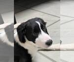 Small #9 Border Collie