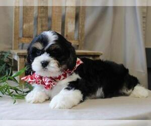 Cavachon Puppy for sale in ORO VALLEY, AZ, USA