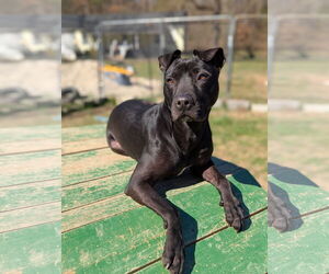 Kora - Female American Pit Bull Terrier-Mountain Cur Mix Dog for Adoption - Photo #4