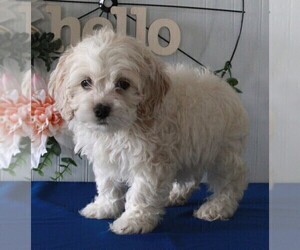 Cock-A-Poo Puppy for sale in FREDERICKSBURG, OH, USA