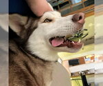 Small #2 Siberian Husky