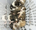 Small #3 Catahoula Leopard Dog-Mountain Cur Mix