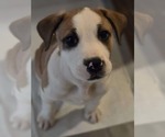 Small Mutt