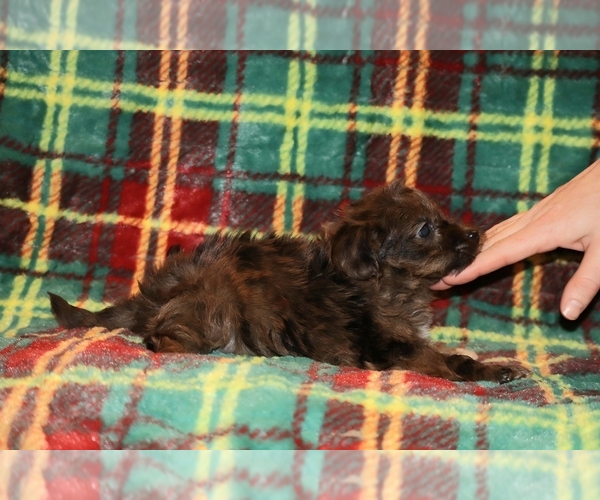 Medium Photo #11 Yorkiepoo mix (+ Poodle Toy) Puppy For Sale in DYERSBURG, TN, USA