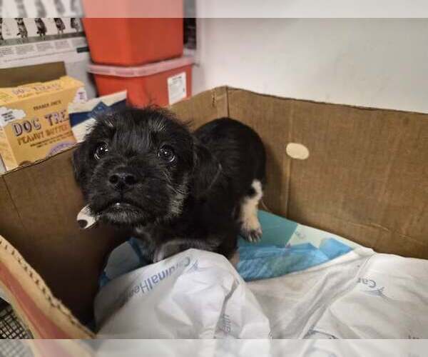 Medium Photo #7 Mutt Puppy For Sale in Corona, CA, USA