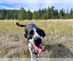 Small Photo #4 Pointer-Unknown Mix Puppy For Sale in Polson, MT, USA
