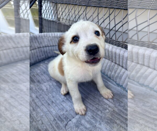 Medium Photo #3 Jack Russell Terrier-Parson Russell Terrier Mix Puppy For Sale in Holly Springs, NC, USA