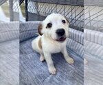 Small #2 Jack Russell Terrier-Parson Russell Terrier Mix