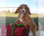 Small Photo #9 Cavapoo Puppy For Sale in CELINA, OH, USA
