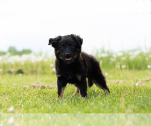 Miniature Australian Shepherd-Pomeranian Mix Puppy for sale in MENTONE, IN, USA