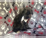 Small #5 Schnauzer (Miniature)