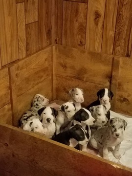 Medium Photo #1 Great Dane Puppy For Sale in KANSAS CITY, MO, USA