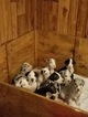 Small Photo #1 Great Dane Puppy For Sale in KANSAS CITY, MO, USA