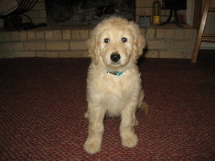 Goldendoodle Puppy for sale in LEBANON, TN, USA