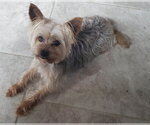Small Mutt