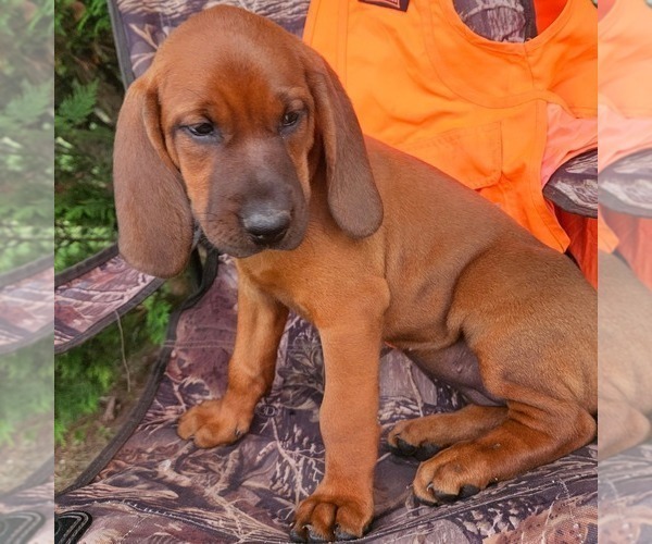 Medium Photo #2 Redbone Coonhound Puppy For Sale in DENVER, PA, USA
